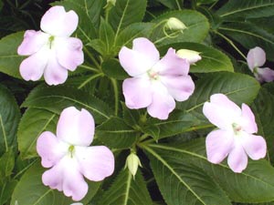 معرفی گل و گیاه >>>>>> گل حنای پر گلبرگ: Impatiens معرفی گل و گیاه >>>>>> گل حنای پر گلبرگ: Impatiens