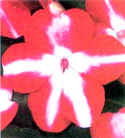 معرفی گل و گیاه >>>>>> گل حنای ستارهای: Impatiens Red Star معرفی گل و گیاه >>>>>> گل حنای ستارهای: Impatiens Red Star