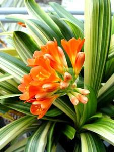 معرفی گل و گیاه >>>>>> گل خورشیدی: Clivia miniata معرفی گل و گیاه >>>>>> گل خورشیدی: Clivia miniata