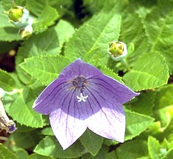 معرفی گل و گیاه >>>>>> گل زنگولهای چینی: Platycodon grandiflorus معرفی گل و گیاه >>>>>> گل زنگولهای چینی: Platycodon grandiflorus