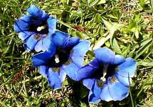 معرفی گل و گیاه >>>>>> گل سپاس (جنتیانا): Gentiana ternifolia معرفی گل و گیاه >>>>>> گل سپاس (جنتیانا): Gentiana ternifolia