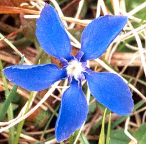 معرفی گل و گیاه >>>>>> گل سپاس چتری: GenTiana Verna معرفی گل و گیاه >>>>>> گل سپاس چتری: GenTiana Verna