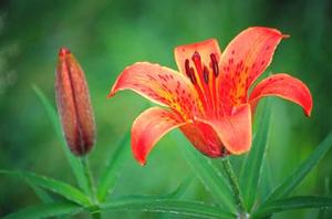 معرفی گل و گیاه >>>>>> گل سوسن: Lilium davidi معرفی گل و گیاه >>>>>> گل سوسن: Lilium davidi