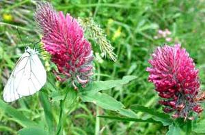 معرفی گل و گیاه >>>>>> گل شبدر: Trifolium rubens معرفی گل و گیاه >>>>>> گل شبدر: Trifolium rubens