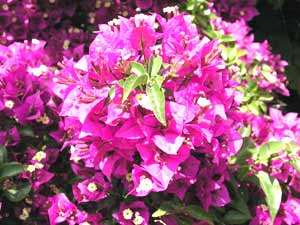 معرفی گل و گیاه >>>>>> گل کاغذی: Bougainvillea glabra معرفی گل و گیاه >>>>>> گل کاغذی: Bougainvillea glabra