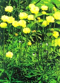 معرفی گل و گیاه >>>>>> گل کروی: Trollias Alabaster معرفی گل و گیاه >>>>>> گل کروی: Trollias Alabaster