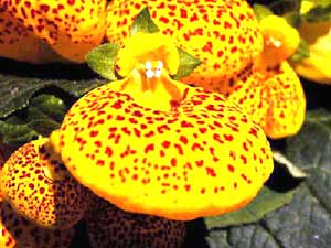 معرفی گل و گیاه >>>>>> گل کیفی: Calceolaria polyrrhiza معرفی گل و گیاه >>>>>> گل کیفی: Calceolaria polyrrhiza
