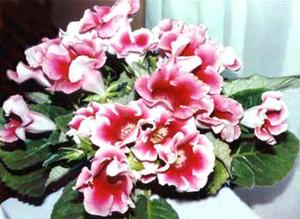 معرفی گل و گیاه >>>>>> گل كاردینال سوئیسی: Sinningia Switzerland معرفی گل و گیاه >>>>>> گل كاردینال سوئیسی: Sinningia Switzerland