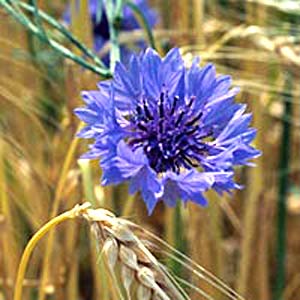 معرفی گل و گیاه >>>>>> گل گندم: Centaurea hypoleucajohncoutts معرفی گل و گیاه >>>>>> گل گندم: Centaurea hypoleucajohncoutts