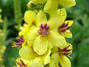 معرفی گل و گیاه >>>>>> گل ماهور: Verbascum nigrum معرفی گل و گیاه >>>>>> گل ماهور: Verbascum nigrum