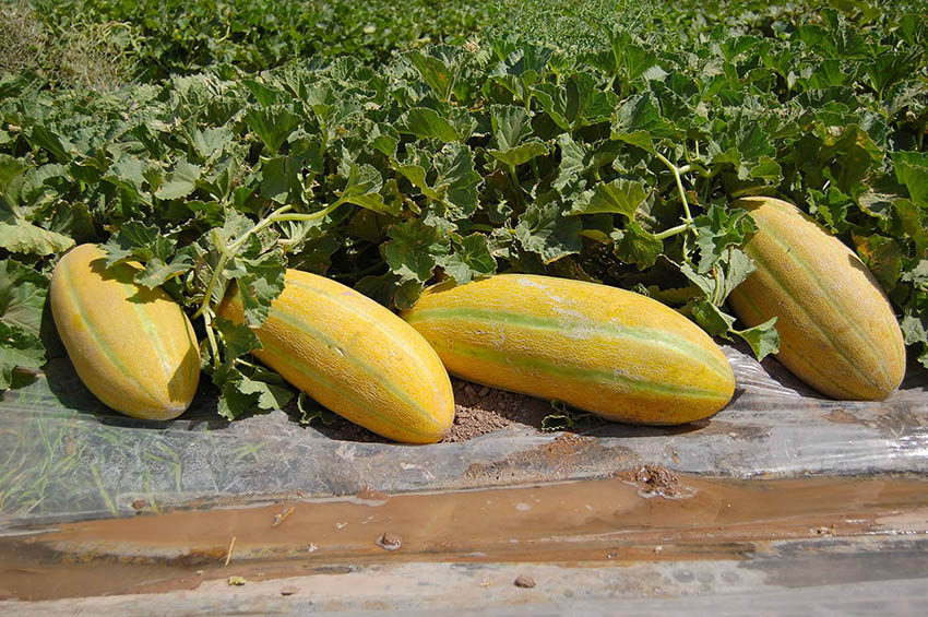 این میوه سنگ کلیه را پودر می‌کند