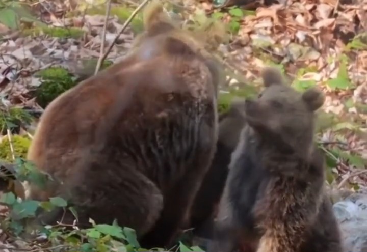 فیلم| گردش قهوه‌ای مادر و توله‌هایش بعد از خواب زمستانی